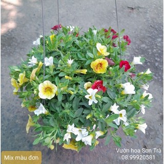 (VHST giao TP.HCM trong ngày) CÂY HOA TRIỆU CHUÔNG đang hoa.