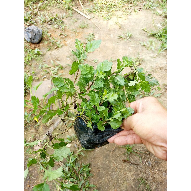 Cây cúc rủ vàng, trắng