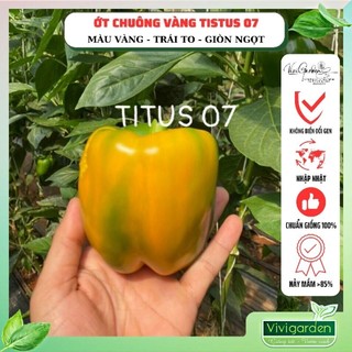Gói 10 hạt giống ớt chuông ớt ngọt vàng F1 Titus 07 (tên cũ Topkapi 04) giống Đồng Tâm nhập ngon và năng suất