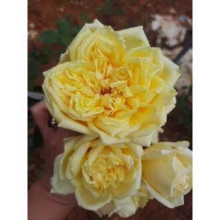 hồng cổ Hoàng Vân khôi