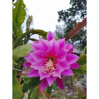 2 Lá nhật quỳnh tím Đà Lạt (25cm/lá)