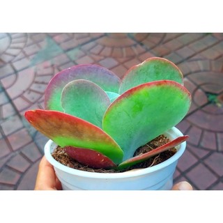 Sen đá bướm size trung - hư 1 đổi 1- cây cảnh trang trí- hoa đá shop