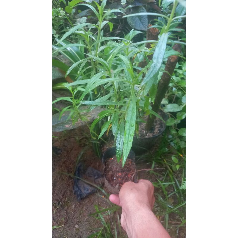 Cây hoa violet trồng bầu đảm bảo