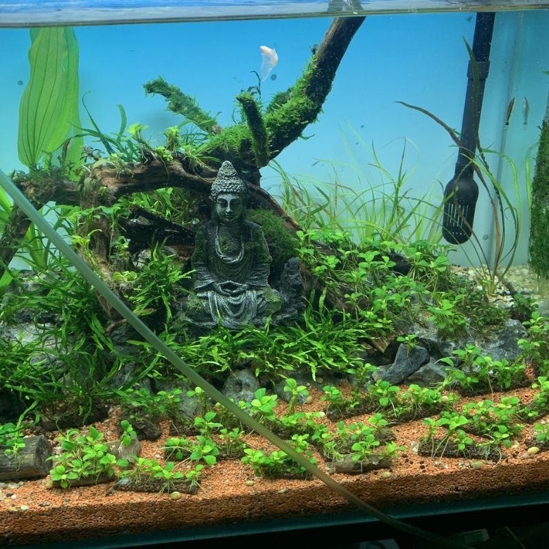 Sạn gốm Ceramic trải nền thủy sinh