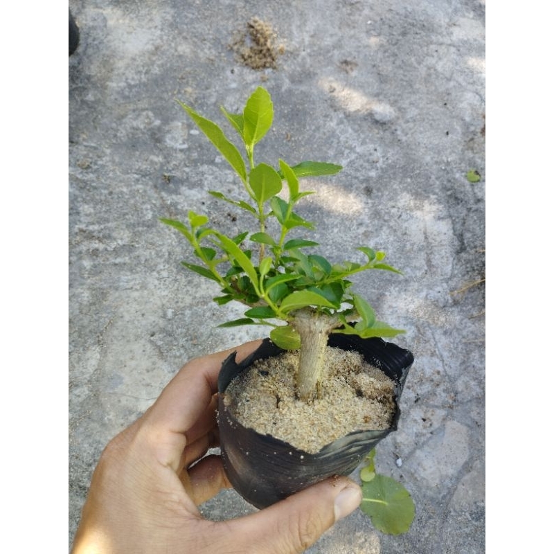sam hương đài loan mini (1 cây)
