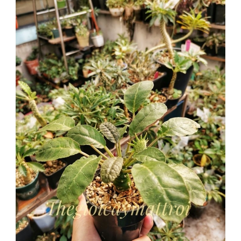 Mặt trời lá tròn dễ thương