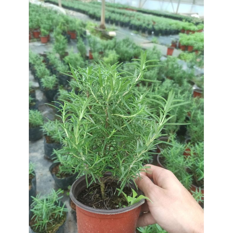 Cây hương thảo  thuần bắc