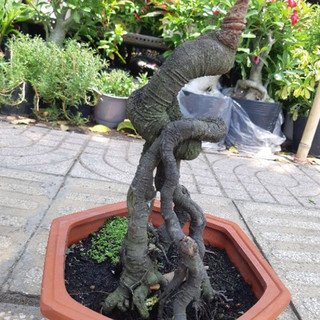 Chậu Phôi khế quái BONSAI