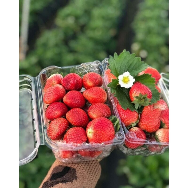 Cây Dâu Tây Tochiotome (Hana) Combo x10 Cây Giống Cấy Mô