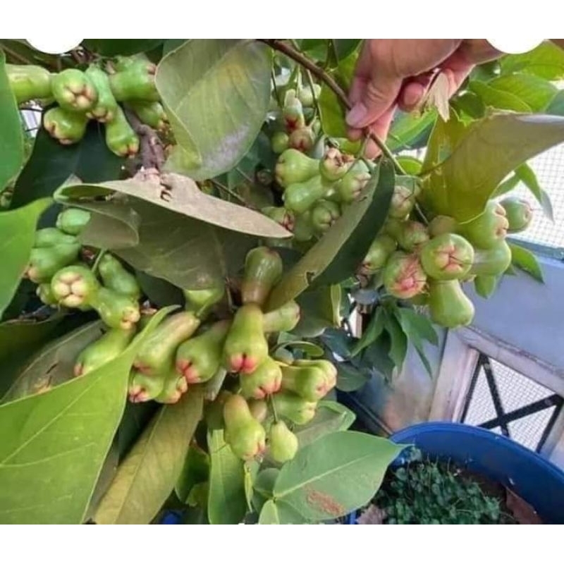 Cây giống mận xanh tam hoa