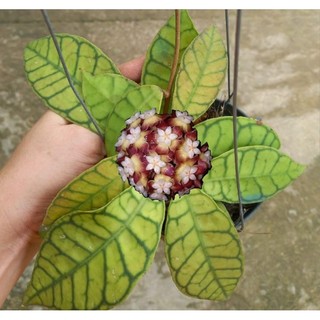 Chậu cây cẩm cù Hoya Kalimantan