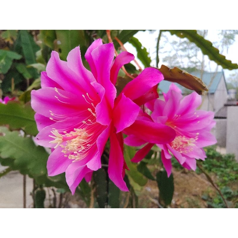2 Lá nhật quỳnh tím Đà Lạt (25cm/lá)