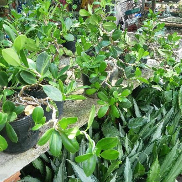 Cây si Nhật bonsai