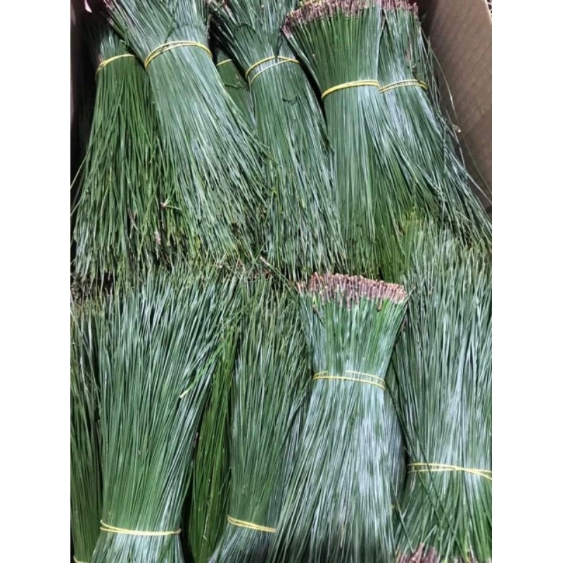 Lá thông kim tươi