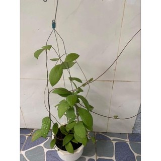 Cẩm cù mindorensis các màu trưởng thành sắp hoa