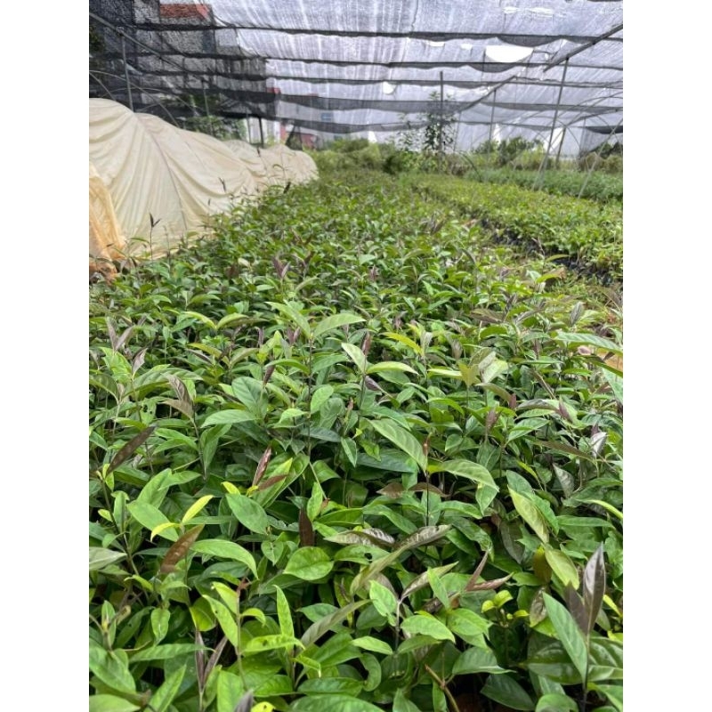 Cây giống Ba Kích Tím