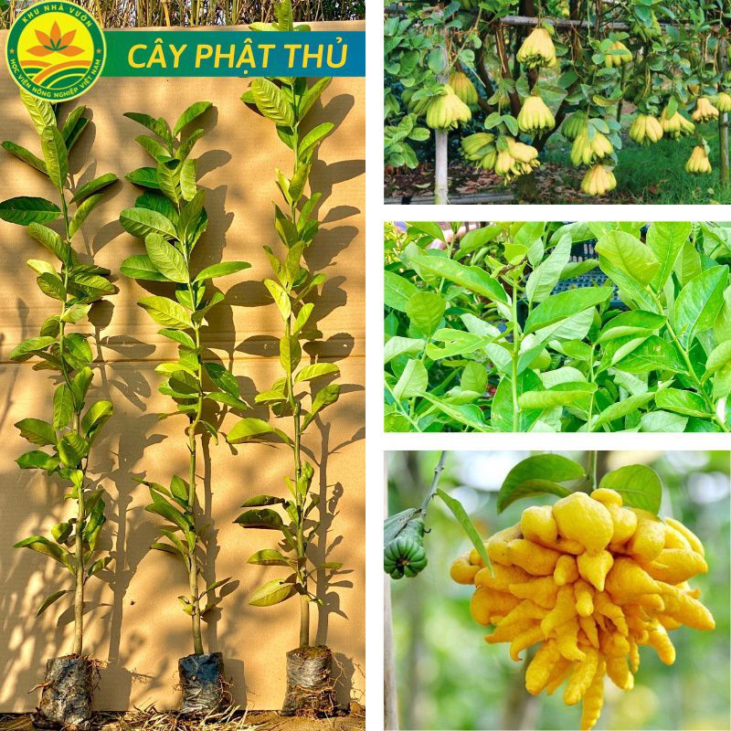 Cây phật thủ giống