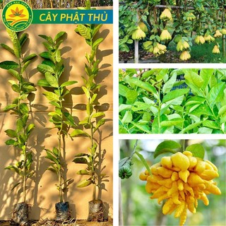 Cây phật thủ giống