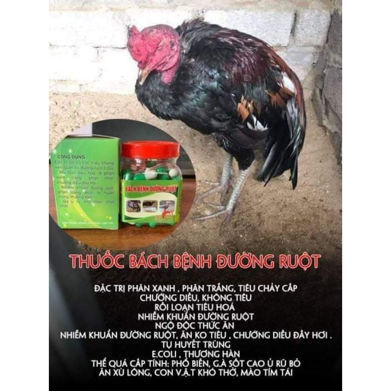 Bách bệng đường ruột cho gà