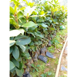 10 Cây hoa hồi  giống (Combo 10 cây)