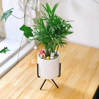 Cau tiểu trâm MIX CHẬU để bàn
