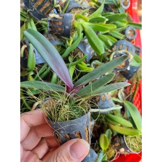 Ngọc điểm giống thái đủ 10 màu cây 1 năm tuổi giá chỉ 12k