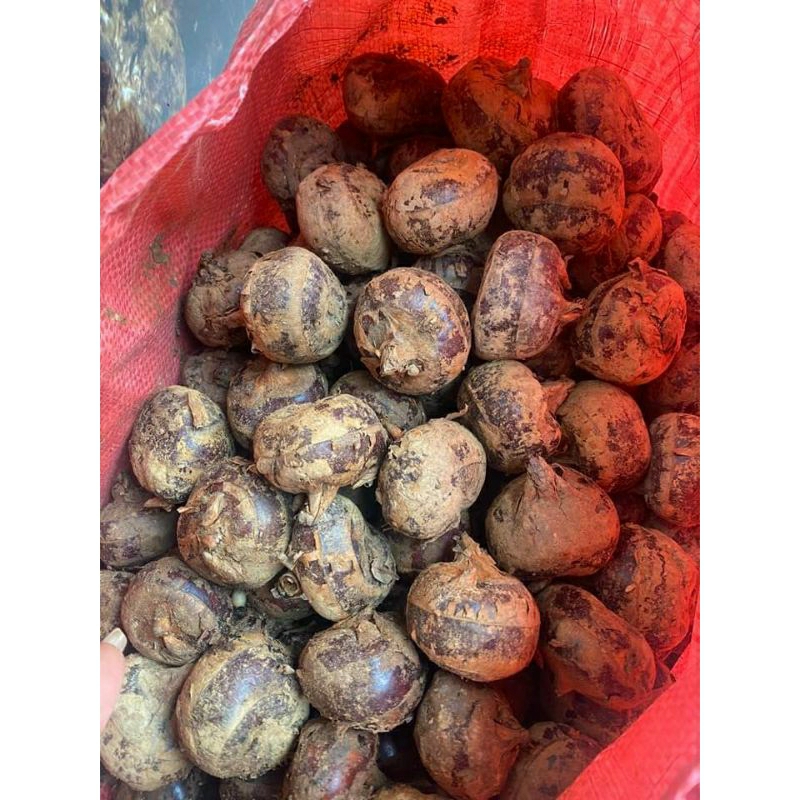 Củ mã thầy tươi 1kg