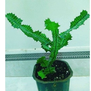 Xương rồng Euphorbia