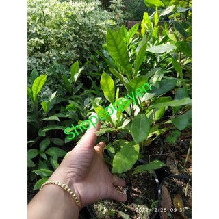 Cây giống cây thần kỳ cao trên 40cm