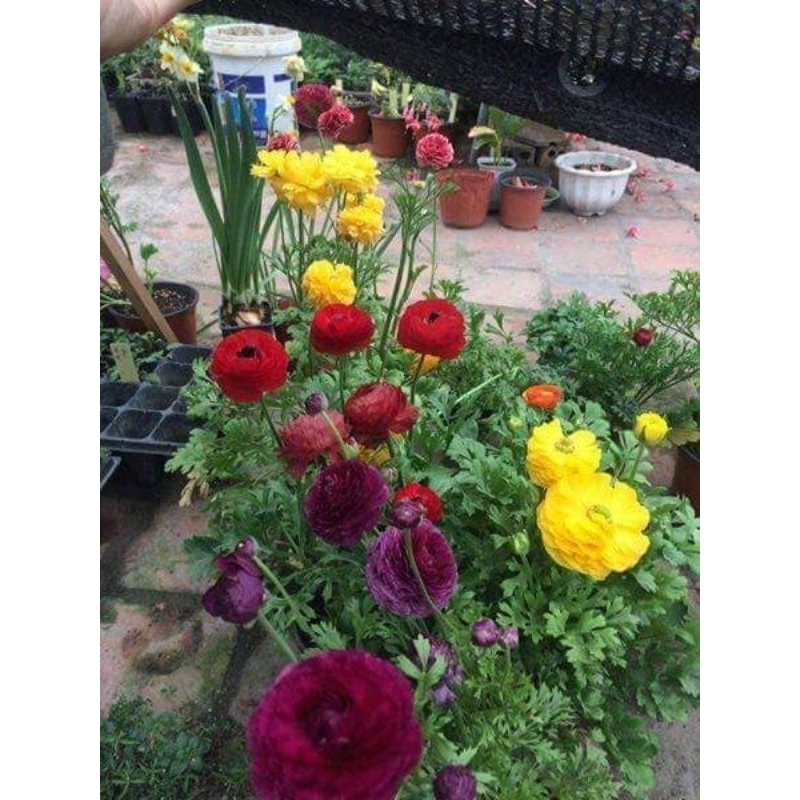 1 củ hoa mao lương