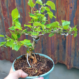Cây dâu tằm bonsai SIÊU TRÁI