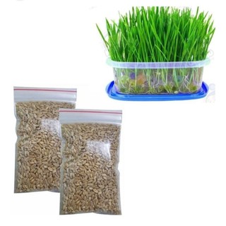 Hạt giống cỏ mèo cao cấp 100gr