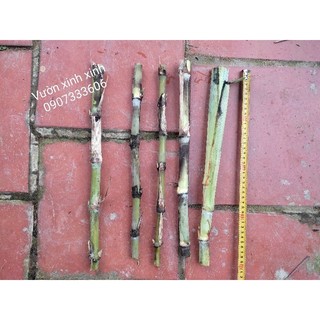Cây giống mía lau xanh, 5 đoạn thân giống, mỗi đoạn dài 40cm để trồng