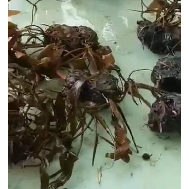 10 củ giống hoa súng ăn ngó