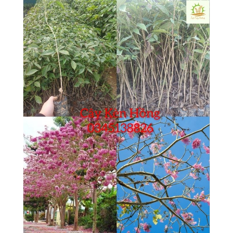 Cây giống Kèn Hồng( mua 10 tặng 1)