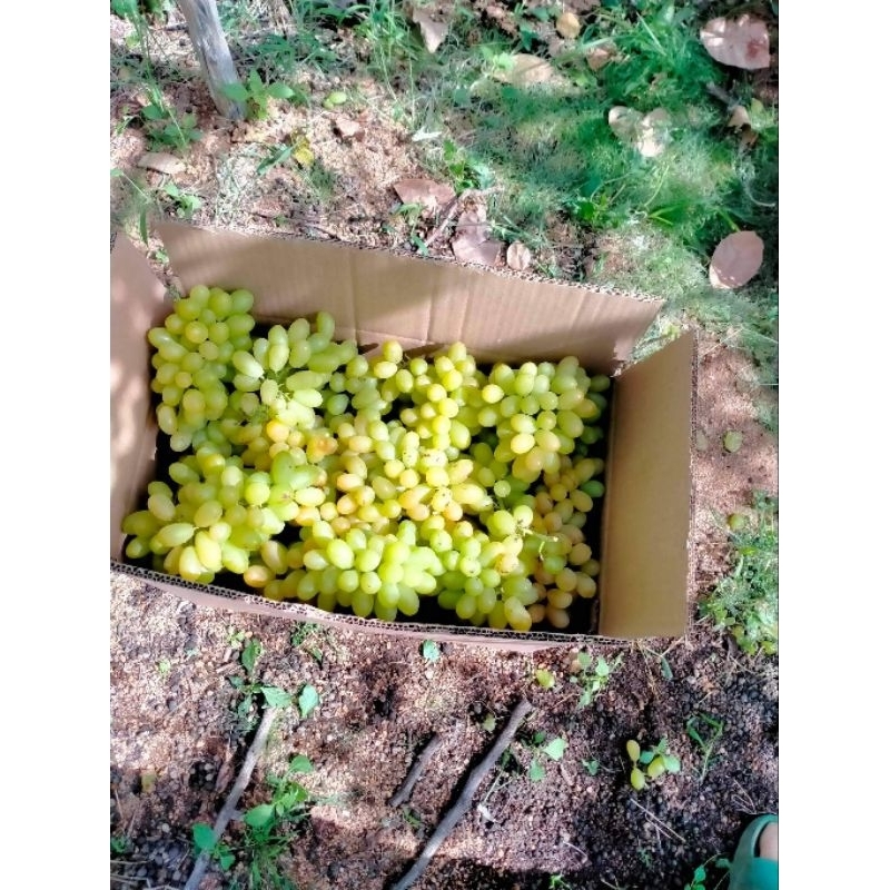 Nho xanh Ninh Thuận