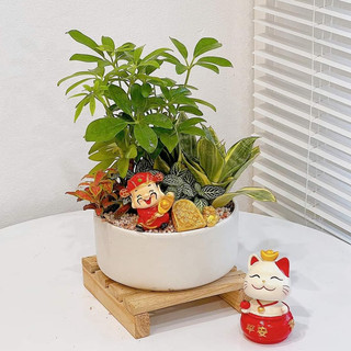 COMBO 2 SET cây TÀI LỘC