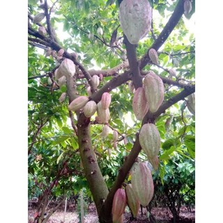 Trái cacao tươi (1kg)