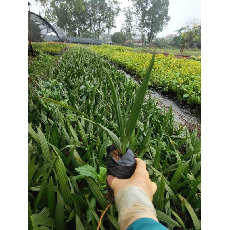 Cây giống Chà Là