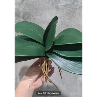 Cụm lá lan hồ điệp đất sét