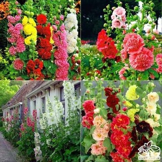 50 hạt giống hoa mãn đình hồng💖 SIÊU XINH💯chịu nhiệt cao.