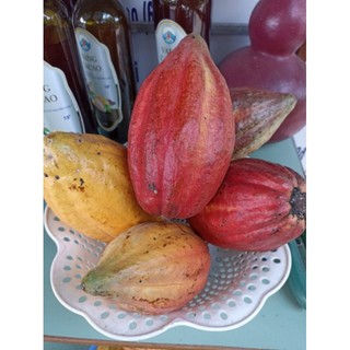 Trái cacao tươi (1kg)