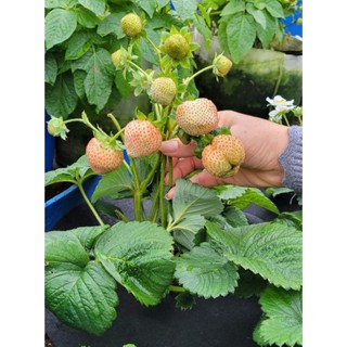 Combo 11 cây mô vỉ giống dâu tây 🍓 anh chỉ thiên