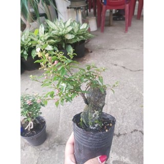Hồng ngọc mai bonsai ôm đá