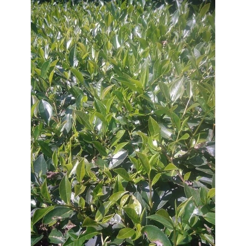 Chè Ô long búp gói 0,5 kg( Đặc sản Đình Lập Lạng Sơn)