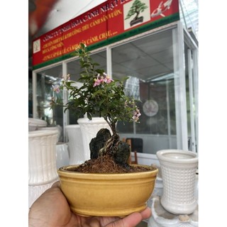 Hồng ngọc mai bonsai ôm đá
