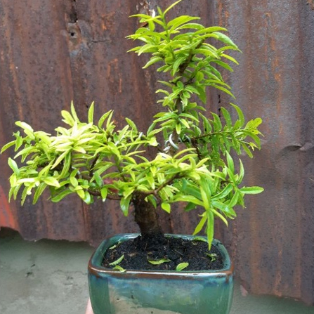 Mai chiếu thủy bonsai mini TẶNG CHẬU