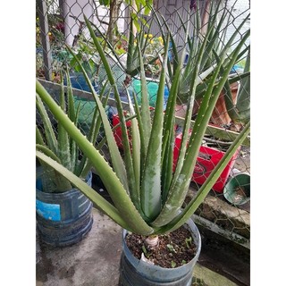 Cây nha đam mỹ 150k