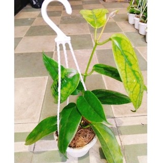 cây lan cẩm cù