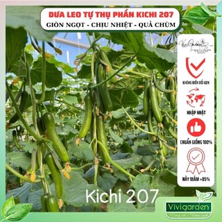 Gói 10 hạt giống dưa leo chùm dưa chuột baby Kichi 207 giống Đồng Tâm giòn ngọt quả thon dài siêu hot